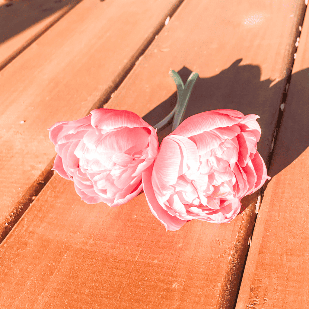 Photo of 2 pink flowers on a wooden table
